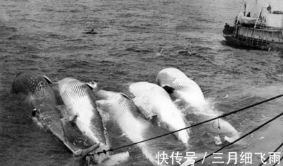 從遠古獵手到現代市集 藍鯨與人類交織的漫長史詩
